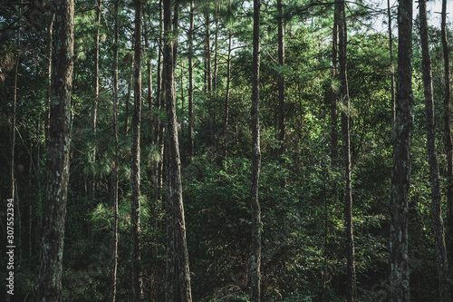 Fotografija Deep forest with many pine trees In nature that is abundant