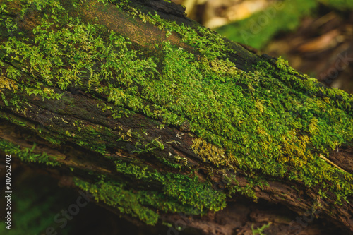 Green moss is growing at the root of the tree. Moss texture in nature for wallpaper. soft focus.