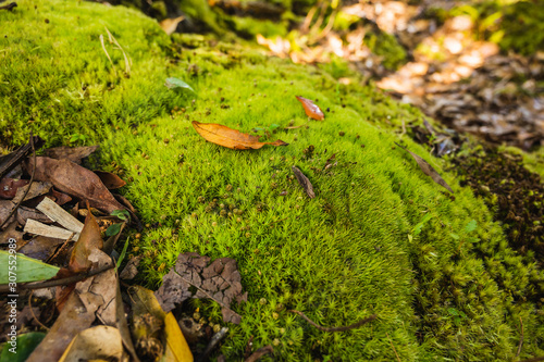 Green moss is growing at the root of the tree. Moss texture in nature for wallpaper. soft focus.