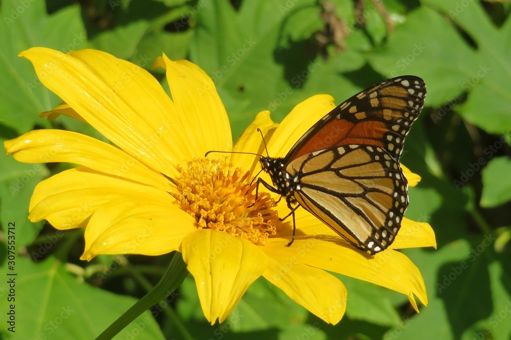Beautiful monarch butterfly on yellow flower in Florida nature, closeup Beautiful monarch butterfly on yellow flower in Florida nature, closeup