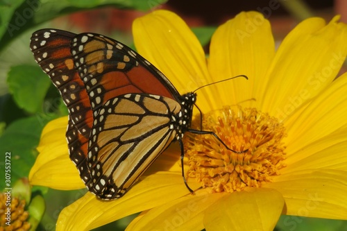 Beautiful Monarch butterfly on yellow heliopsis flower in Florida nature, closeup  © natalya2015