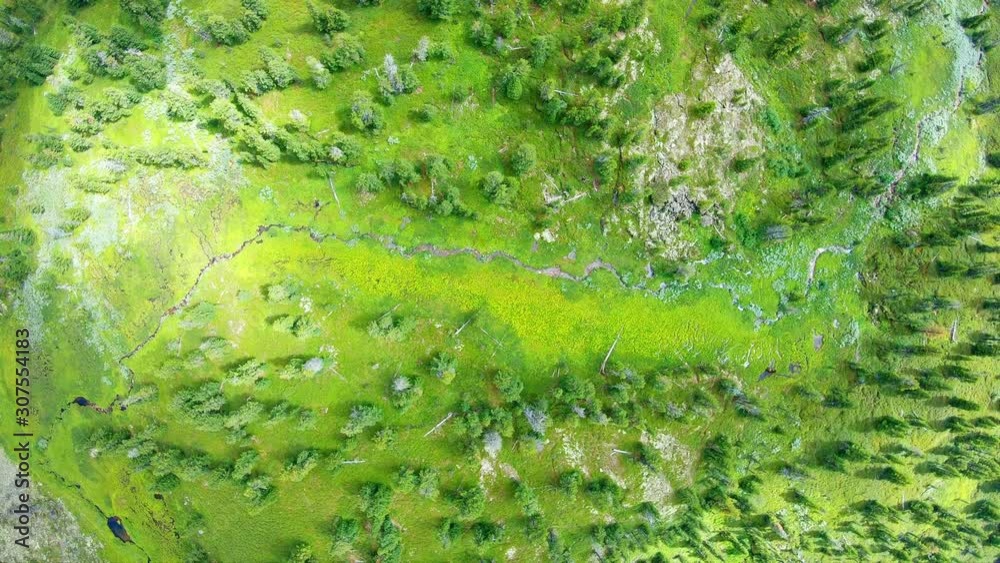 Bright green trees and grass from bird's eye view. Aerial shot Bright green trees and grass from bird's eye view. Aerial shot