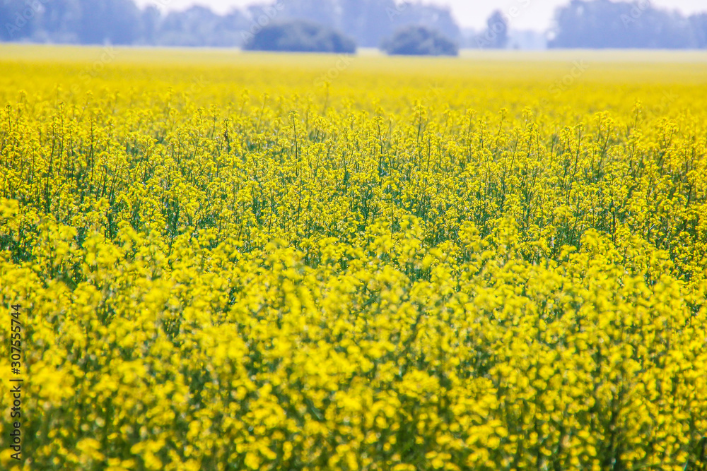 Altay beautiful blooming yellow rape flowers fields