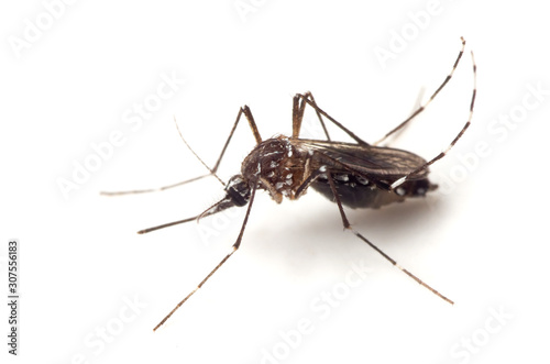 Macro Photo of Yellow Fever Mosquito Isolated on White Background