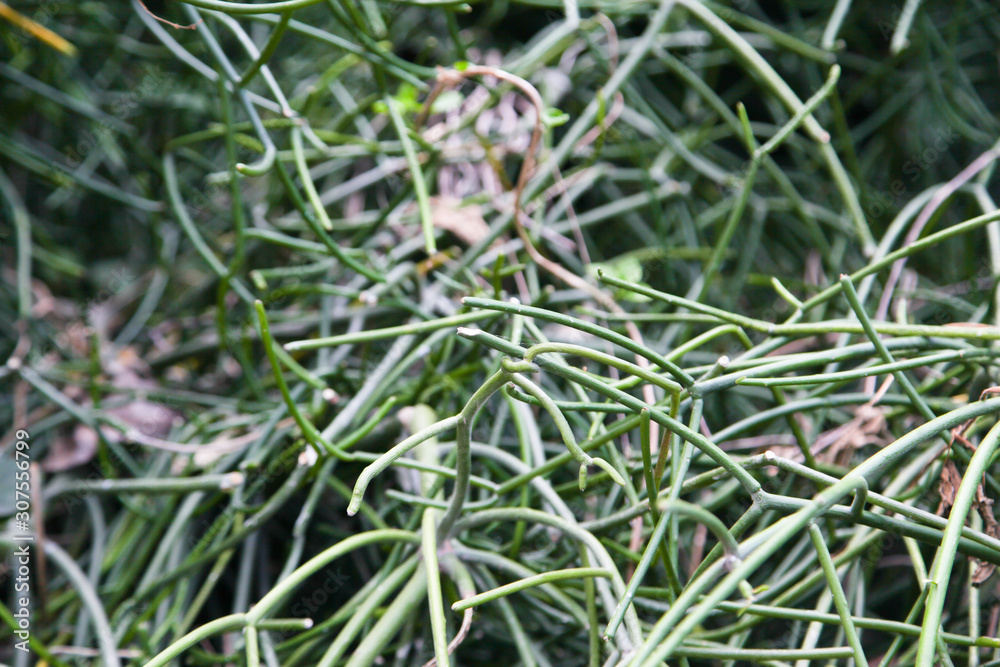 Fototapeta premium Closeup to Euphorbia tirucalli ,pencil tree, Indian tree spurge