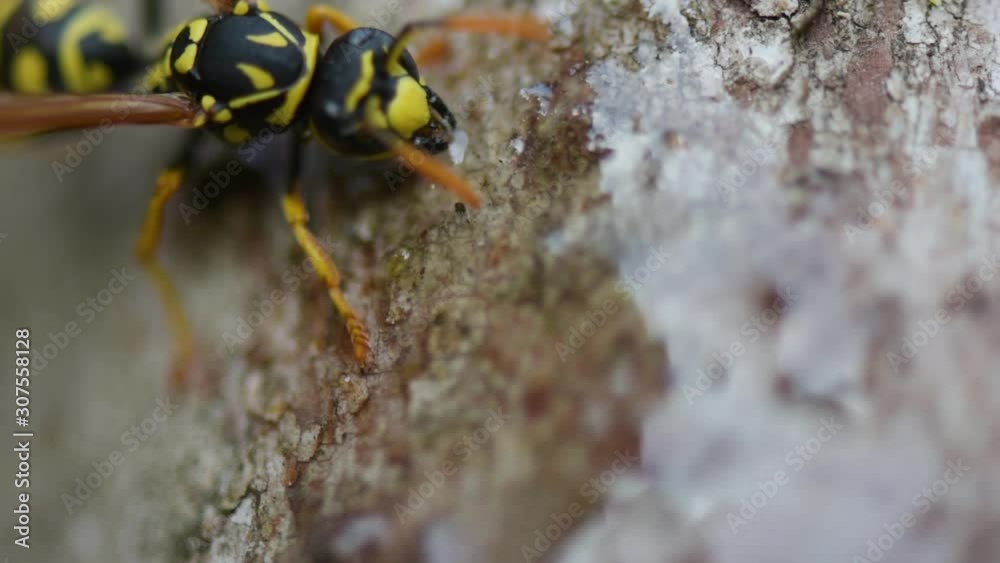 wasp eats transparent honey, soft focus, close-up wasp eats transparent honey, soft focus, close-up