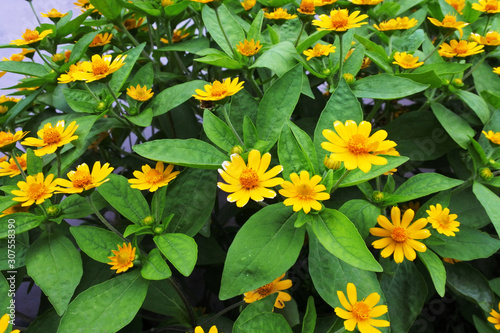 Wallpaper Mural Melampodium yellow ornamental plants that are in bloom Torontodigital.ca