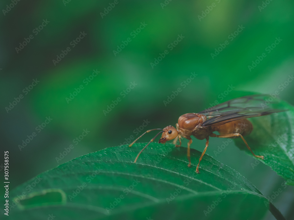 The queen ant on the betel leaves in the backyard The queen ant on the betel leaves in the backyard