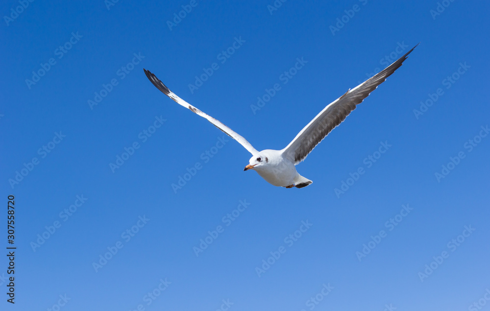 seagull flying in the blue sky seagull flying in the blue sky