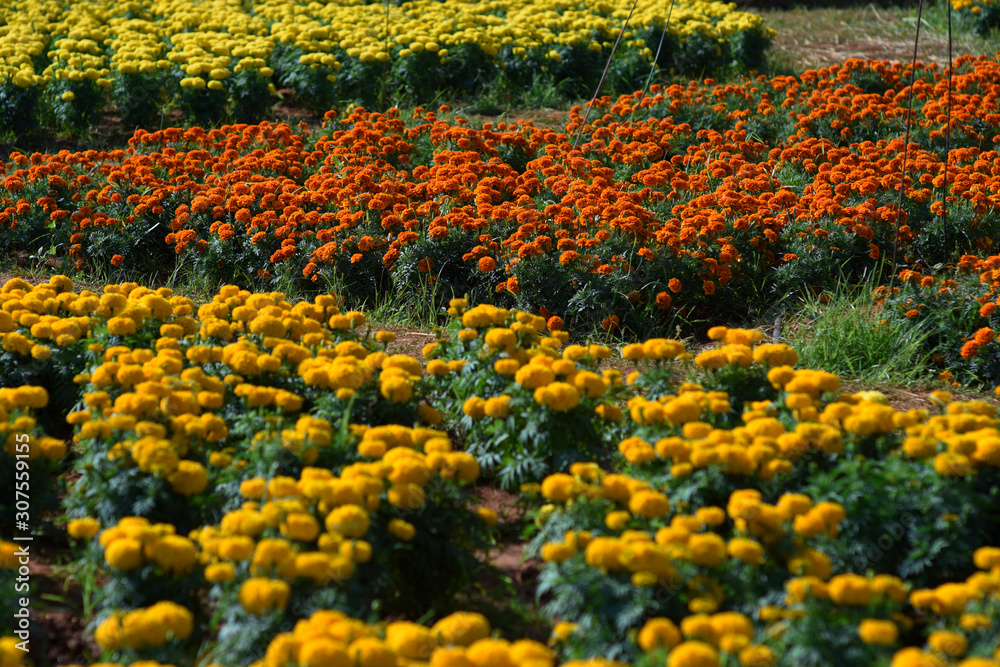 Fototapeta premium moment of Beautiful flower in the garden.