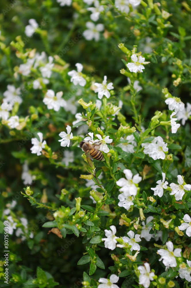 Group of White Flowers with Bee Group of White Flowers with Bee