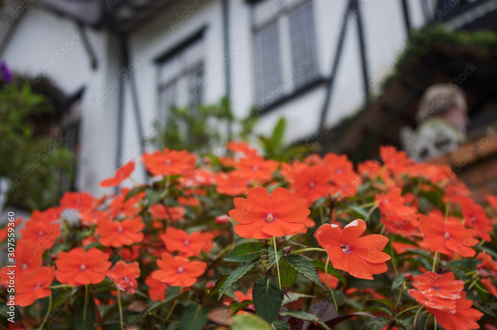 Lovely Red Flowers in front of a Cottage
