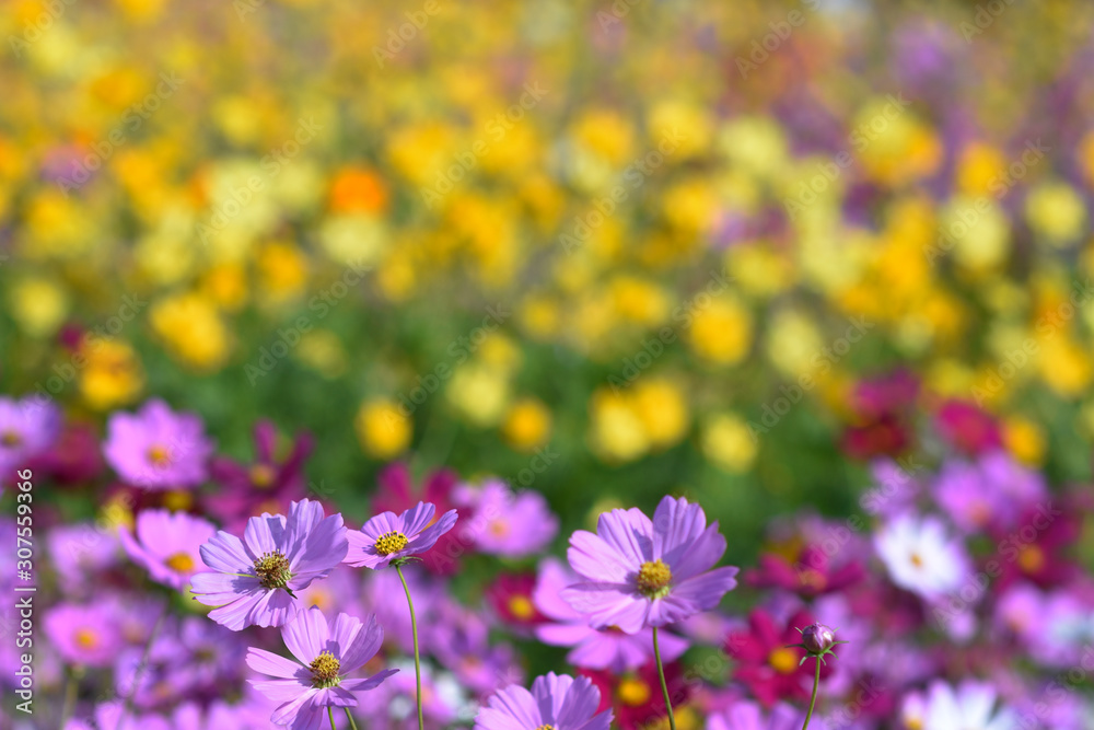 Fototapeta premium moment of Beautiful Cosmos flower in the garden.