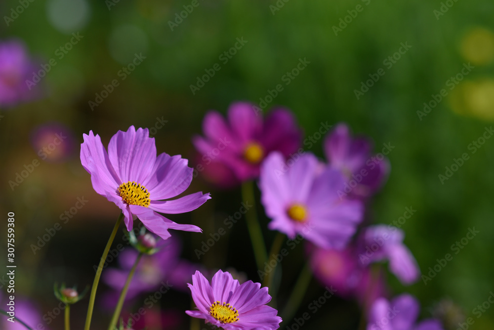 moment of Beautiful Cosmos flower in the garden. moment of Beautiful Cosmos flower in the garden.
