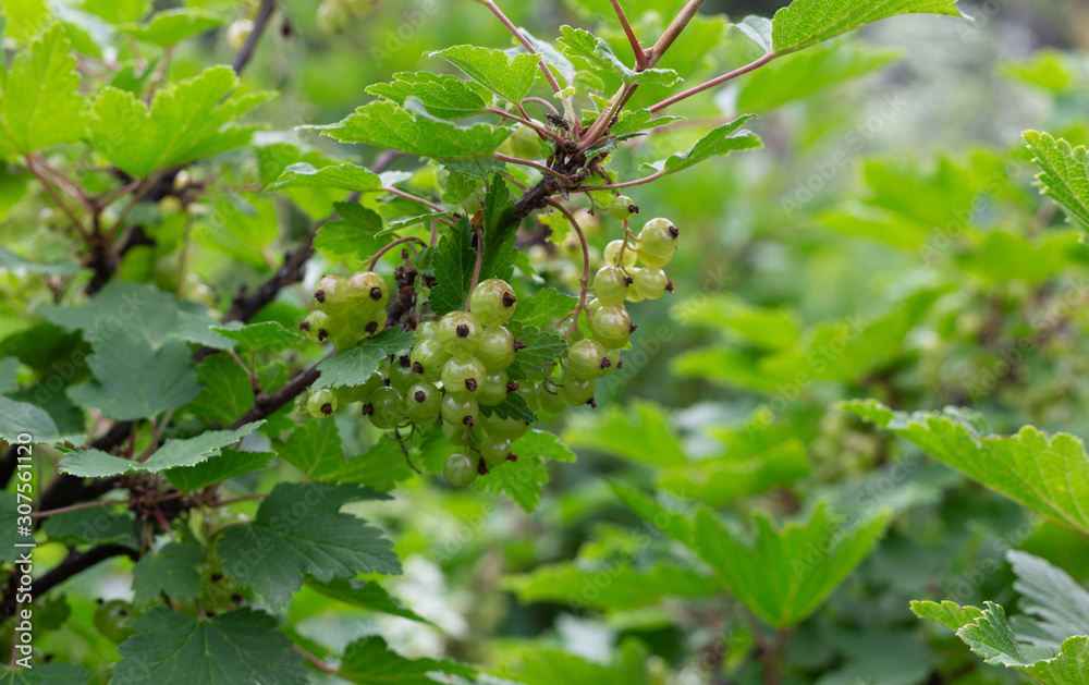 green leaves and berries of a tree in spring