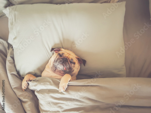 Cute pug dog sleep on pillow in bed and wrap with blanket feel happy in relax time.