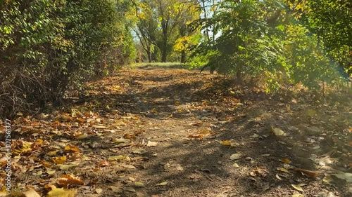 POV walk on footpath with fallen yellow leaves in autumn park. Botanical Garden in Simferopol, Crimea, Russia.