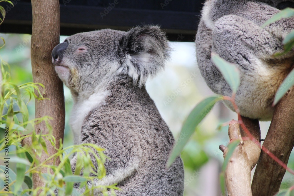 Obraz premium Koala 2.4
