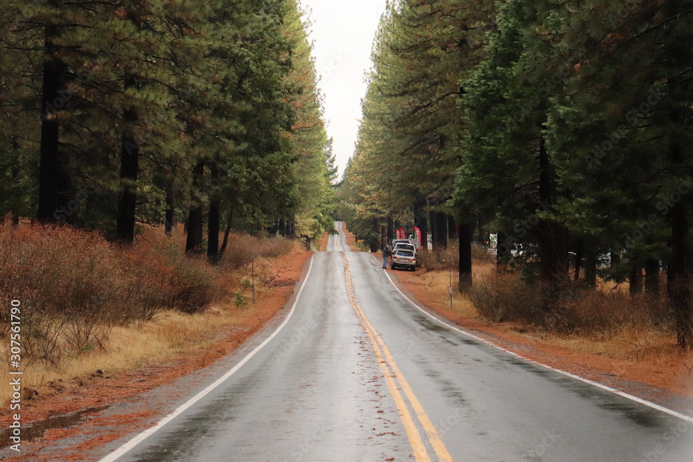 Obraz premium Road in forest