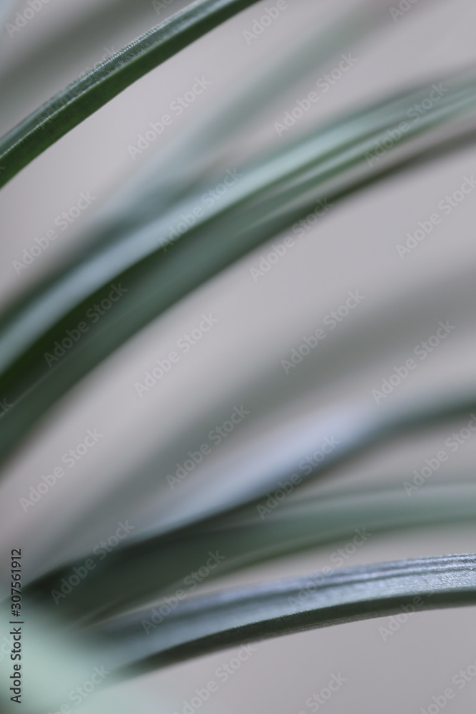 Fototapeta premium Plant leaves close-up