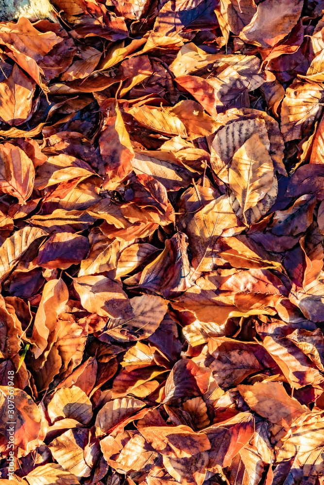 detail of leaves in bright sun at the Taunus forest