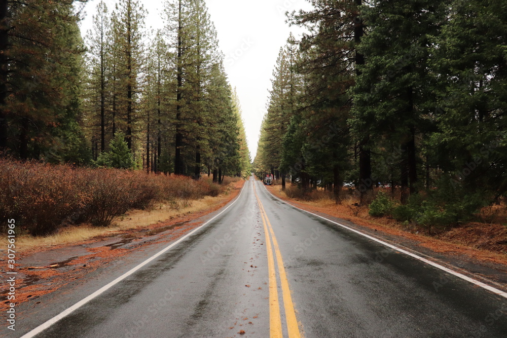 Road in forest Road in forest