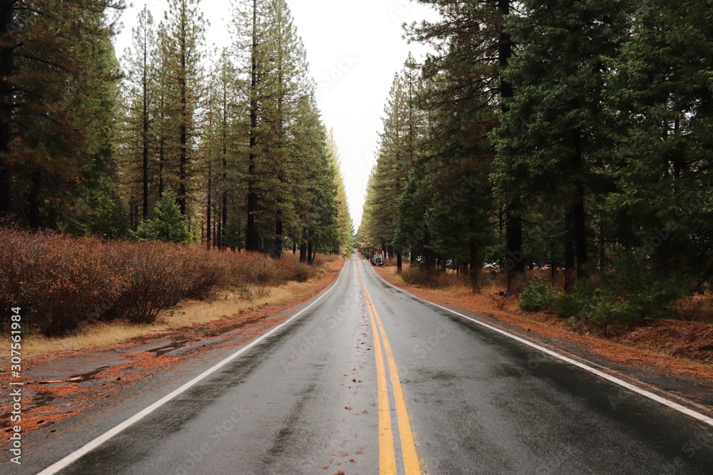 Road in forest Road in forest