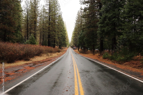 Road in forest