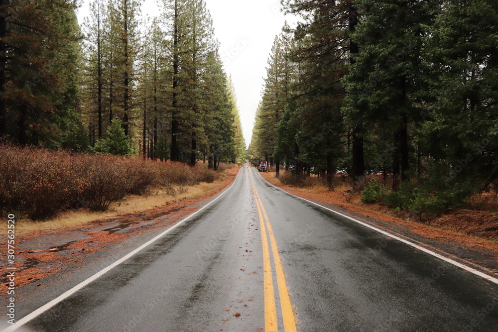 Fototapeta premium Road in forest