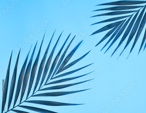 Palm tree leaves in trendy blue color. Color of the year 2020.