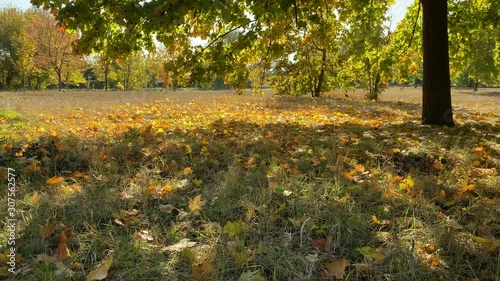 Fallen yellow leaves in sunny autumn park in the morning.
