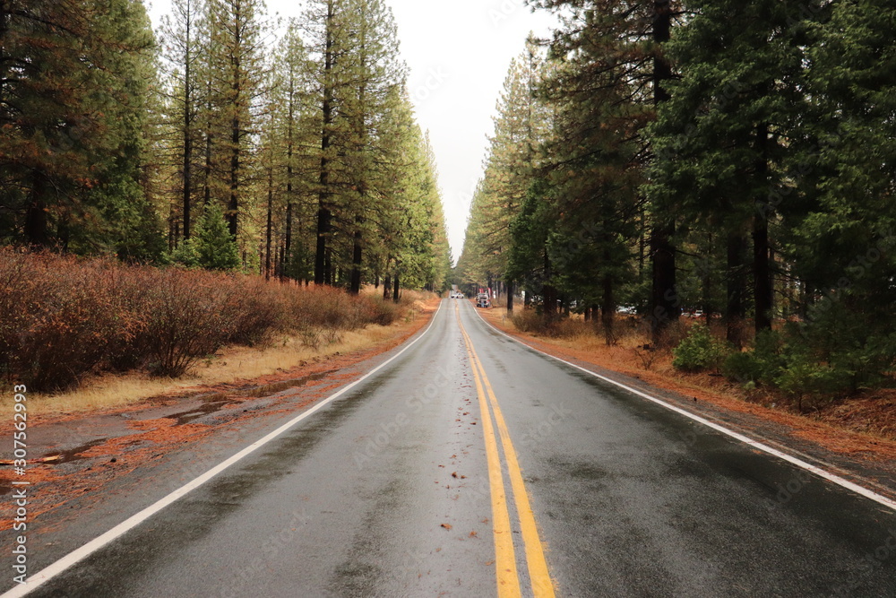 Road in forest Road in forest