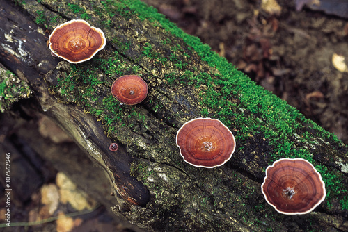 Funnel-shaped Polypore. Class: Homobasidiomycetes . Series: Hymenomycetes. Order: Aphyllophorales. Commonly found growing on dead wood. photo