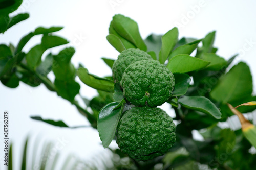 Citrus hystrix, called the kaffir lime, makrut lime and in bahasa called Jeruk purut, jeruk limau, limau, atau limo photo