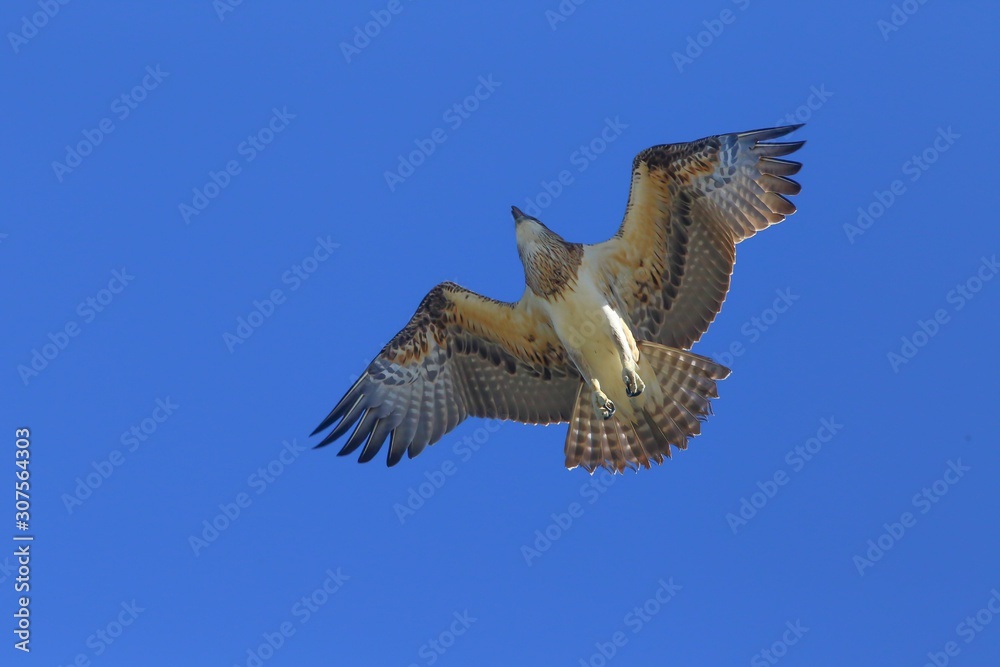 Eastern Osprey (Pandion cristatus) soaring overhead. Eastern Osprey (Pandion cristatus) soaring overhead.