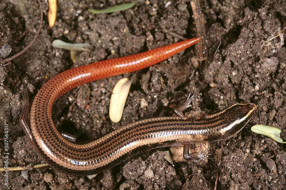 Obraz premium A skink resembling Riopa. The body of this species is shorter and the tail is brightly coloured.