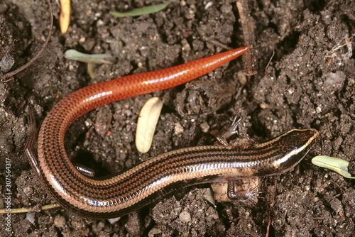 A skink resembling Riopa. The body of this species is shorter and the tail is brightly coloured.
