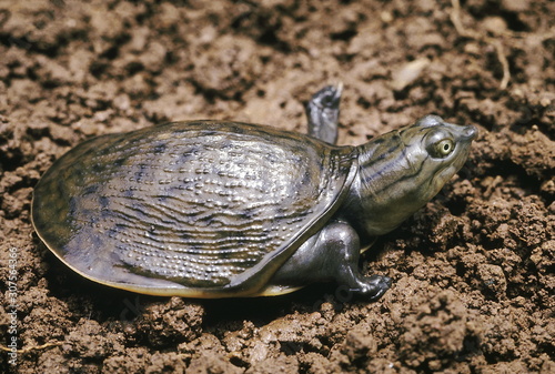 Lissemys Punctata. Indian Flapshell turtle. This turtle has a leathery carapace. It is found in ponds, rivers and lakes and aestivates in moist soil during the dry season. photo