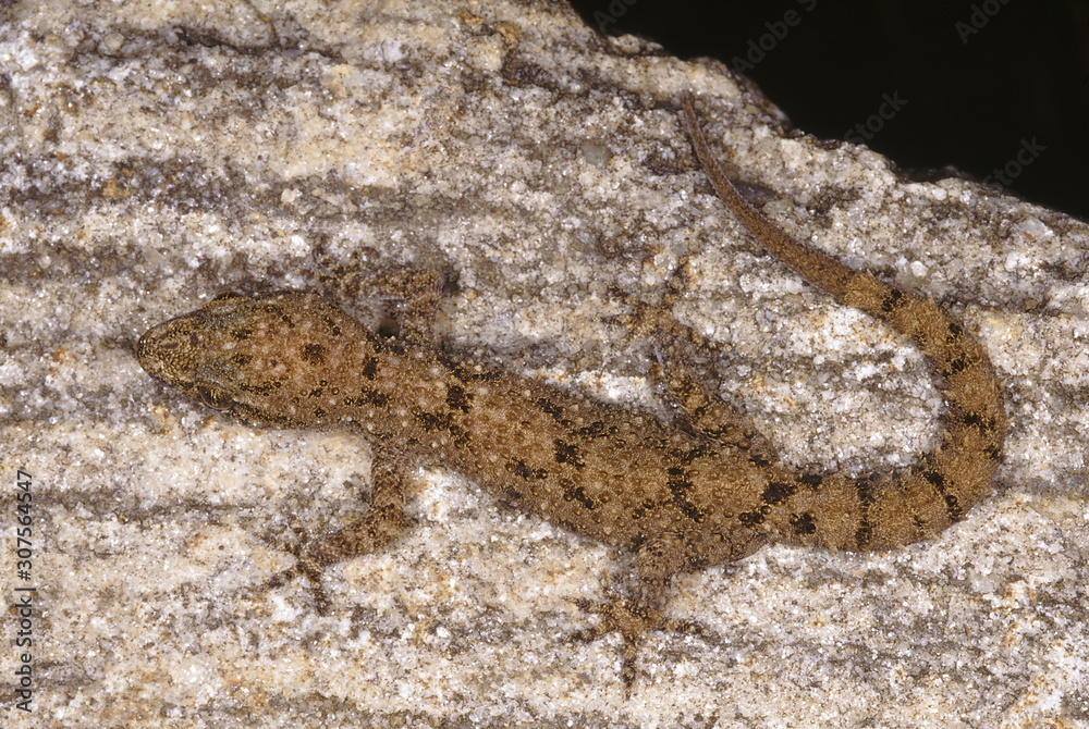 Hemidactylus Brooki. Brook's gecko. A very common gecko found in a variety of habitats. Hemidactylus Brooki. Brook's gecko. A very common gecko found in a variety of habitats.