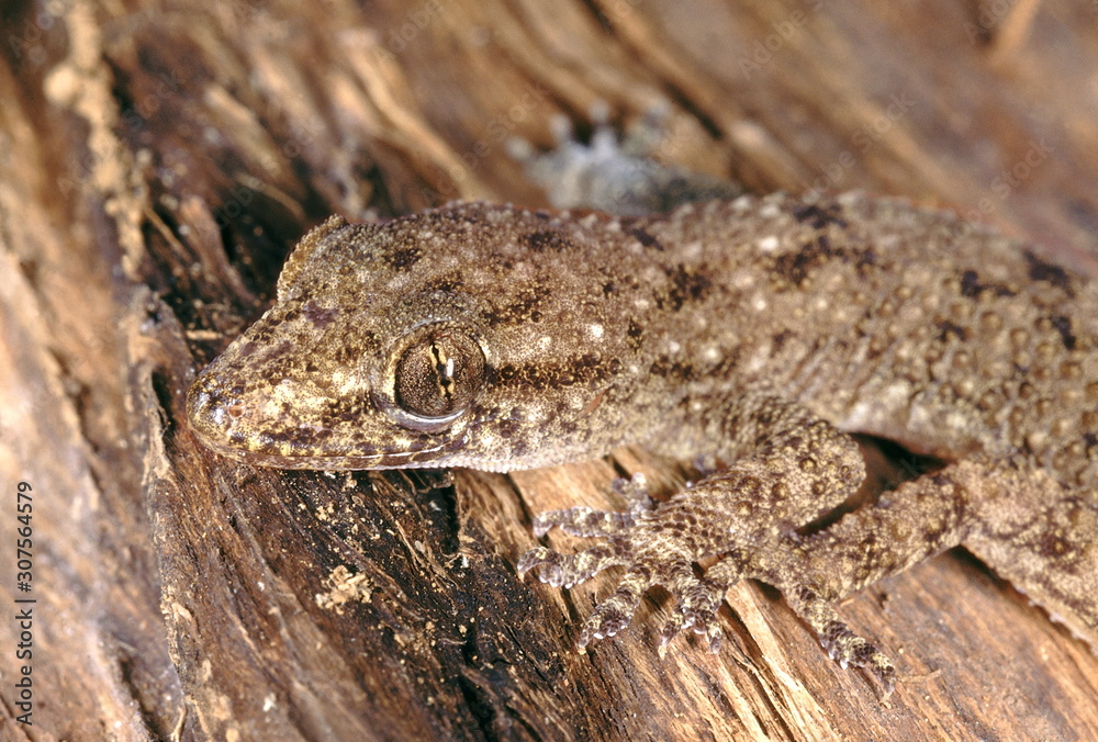 Hemidactylus Brooki. Brook's gecko. A very common gecko found in a variety of habitats. A close up of the head and forelimbs. Hemidactylus Brooki. Brook's gecko. A very common gecko found in a variety of habitats. A close up of the head and forelimbs.