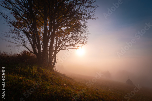 Beautiful morning at autumn mountain hill. Landscape with fog over mountains and rising sun, through the tree, standing alone on the hill.
