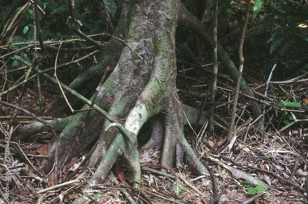 The base of a Myristica Iria tree with prop roots. This tree is related to the Nutmeg. The base of a Myristica Iria tree with prop roots. This tree is related to the Nutmeg.