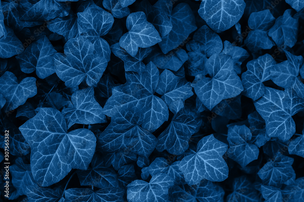 Color of the year 2020 - Classic Blue. Decorative ivy. Nature background
