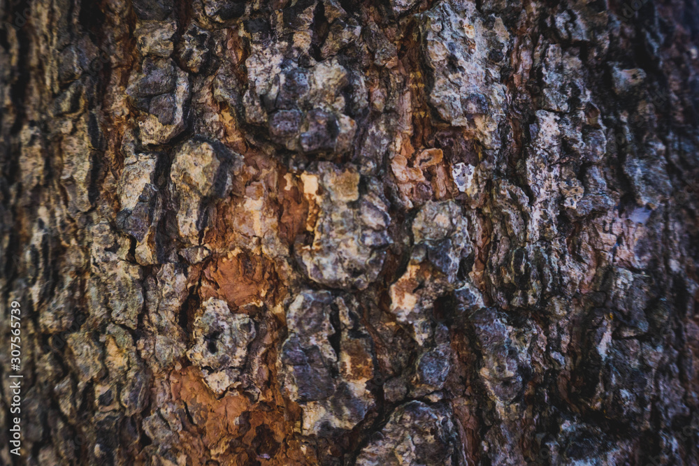 tree bark texture tree bark texture
