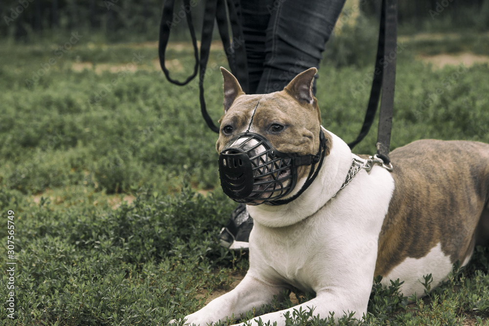 Staffordshire terrier in the muzzle
