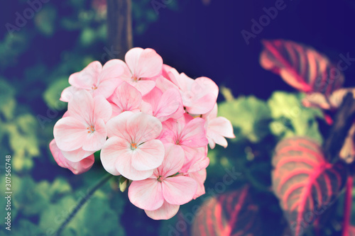 Pink bicolor geraniums in the home garden, Flower blackgound for design photo