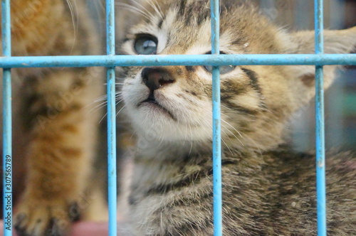 Close-up of the pet cat, unfortunately by agu photo