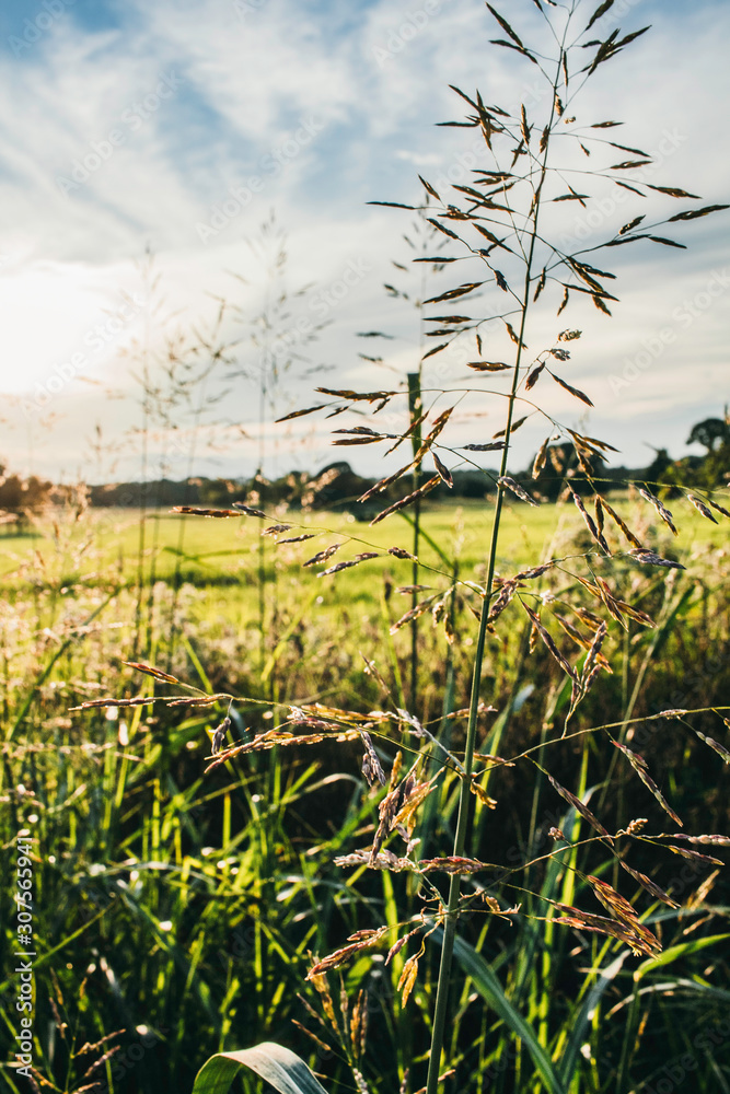 Obraz premium Field