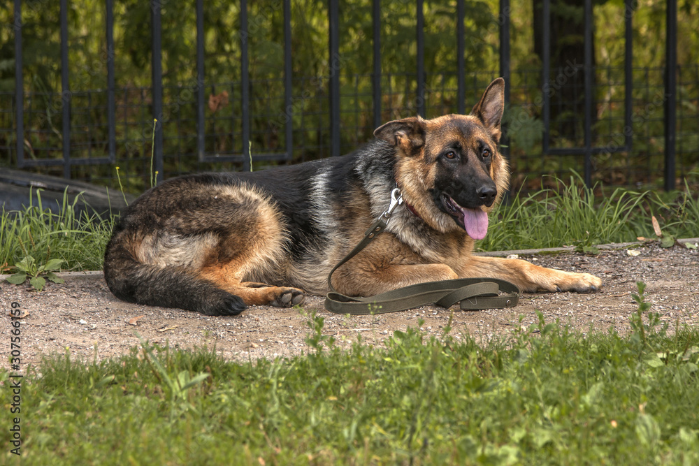 German Shepherd executes a lay command German Shepherd executes a lay command