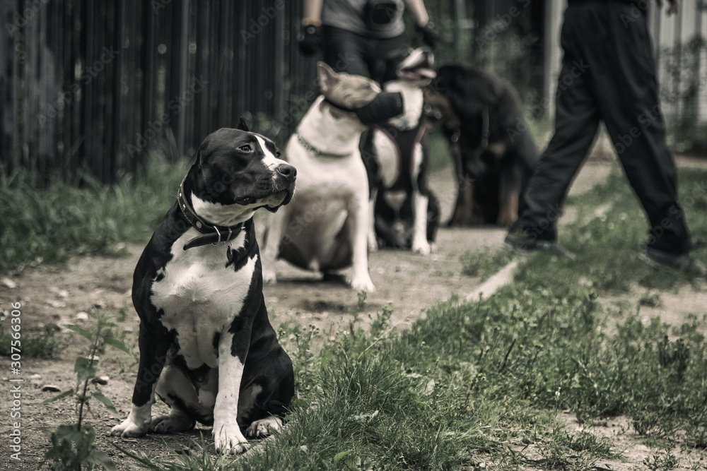 staffordshire terrier runs the command